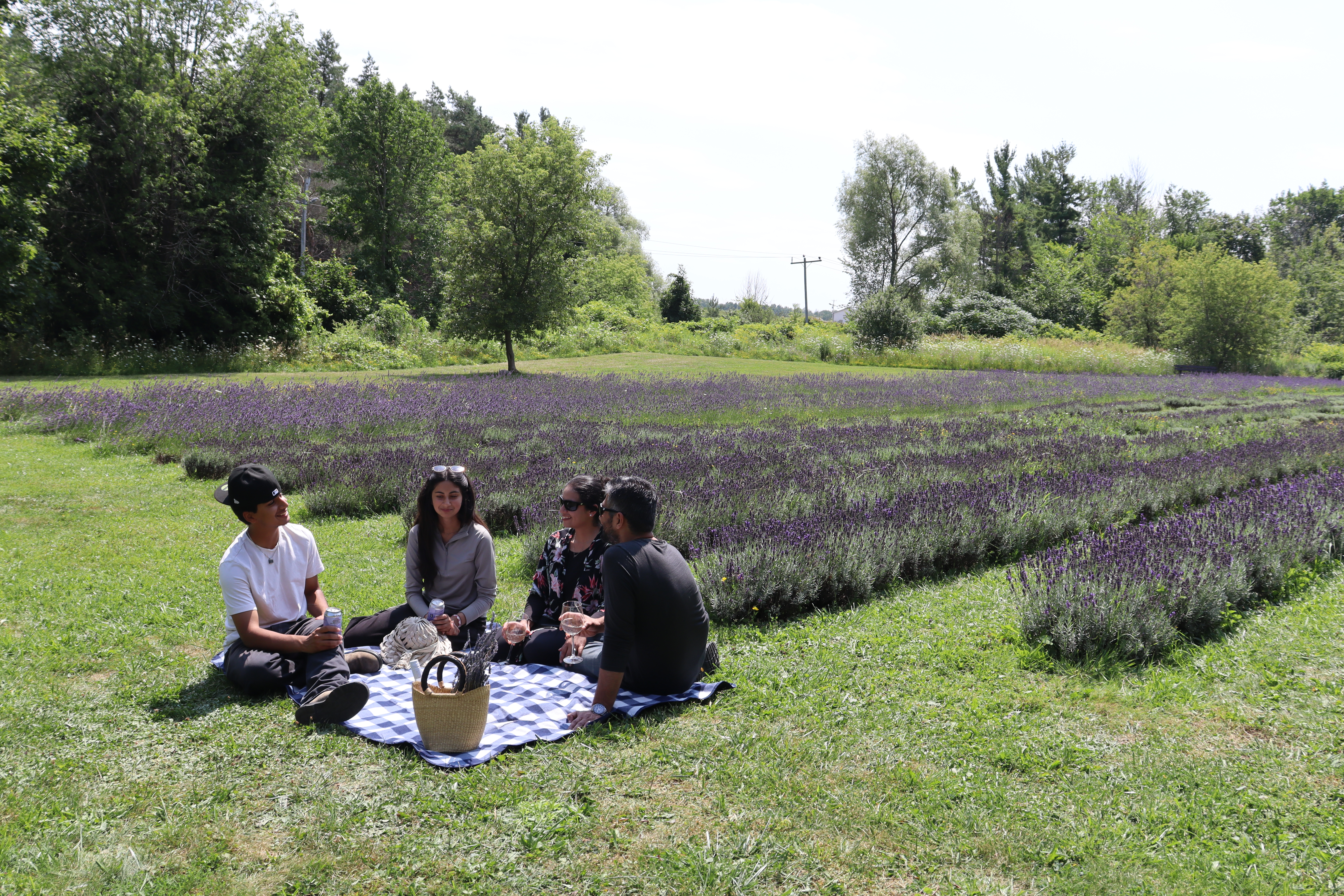 A family picnic at a lavender farm.